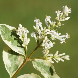 Ligustrum japonica - Troène