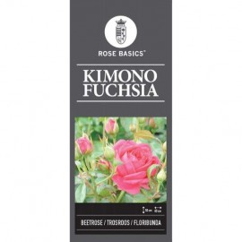 Rosa 'Kimono Fuchsia' - Rosier