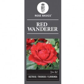 Rosa 'Red Wanderer' - Rosier