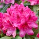 Rhododendron Percy wiseman