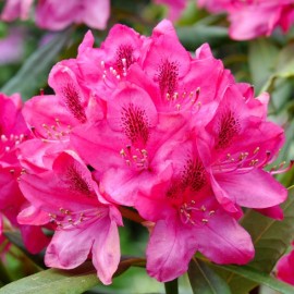 Rhododendron 'Furnivals Daughter'