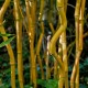 Phyllostachys aureosulcata 'Aureocaulis' - Bambou jaune