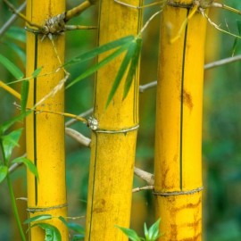 Phyllostachys aureosulcata 'Aureocaulis' - Bambou jaune