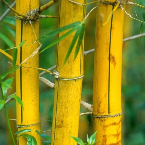 Phyllostachys aurea (bambou doré)