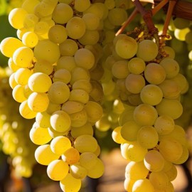 Vitis vinifera 'Palatina'- Vigne
