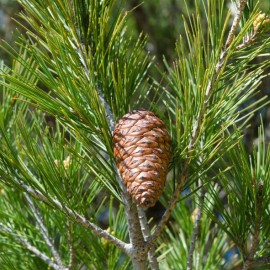 Pinus halepensis - Pin d'Alep