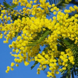 Acacia dealbata - Mimosa d'Hiver