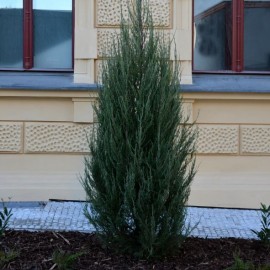 Juniperus virginia 'Blue Arrow' - Genévrier de Virginie