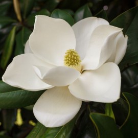 Magnolia grandiflora - Magnolia d'été