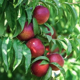 Prunus persica 'nectarine sanguine'