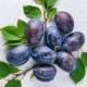 Prunus domestica Hauszwetsche (prunier)