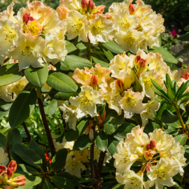 Rhododendron yakushimanum 'Saffrano'