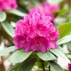 Rhododendron hybride 'Rocket'