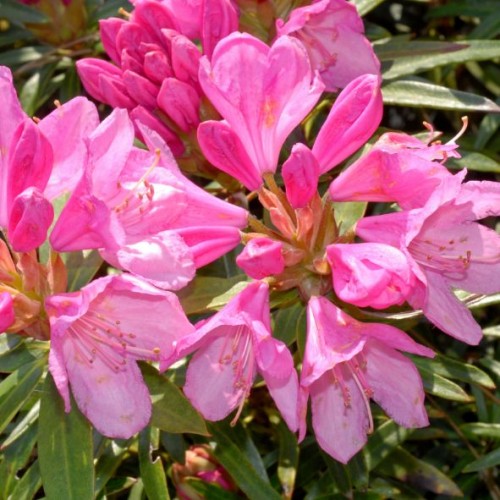 Rhododendron rose foncé