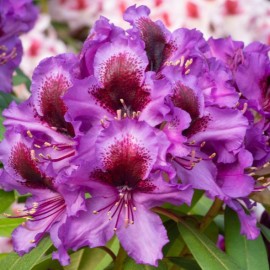 Rhododendron ' Orakel'