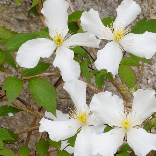 Clématite - Clematis montana ' Grandiflora'