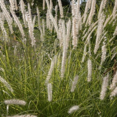 Pennisetum orientale 'Fairy Tails' - Herbe aux écouvillons