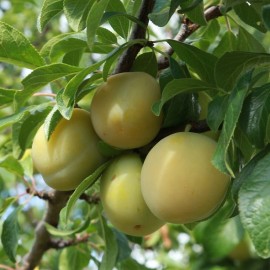 Prunus domestica 'Reine-Claude Crottée' - Prunier