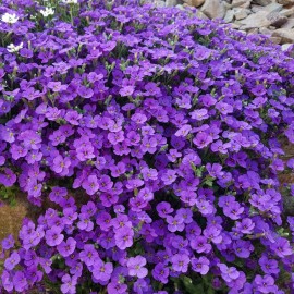 Aubrieta gracilis - Aubriète violette