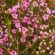 Chamelaucium - Fleur de cire