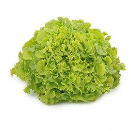 salade feuille de chêne verte