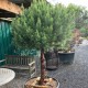 Pinus sylvestris 'Watereri' - Pin sylvestre
