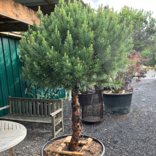 Pinus sylvestris 'Watereri' - Pin sylvestre