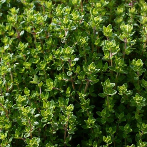 Thym citron