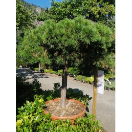 Pinus sylv. hillside creeper