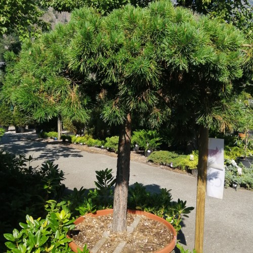 Pinus sylv. hillside creeper
