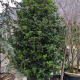 Osmanthus heterophyllus