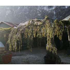 Bonsai Geant pour jardin et terrasse zen Juniperus virg. Glauca