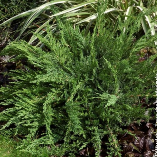 Juniperus sabina tamariscifolia