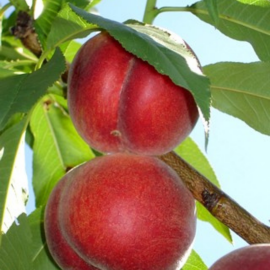 Prunus persica springcret