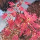 Acer palmatum pink dwarf