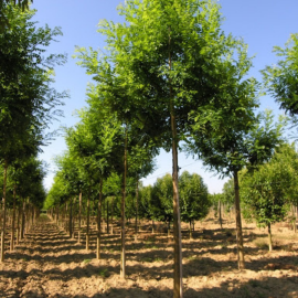Sophora Japonica regent