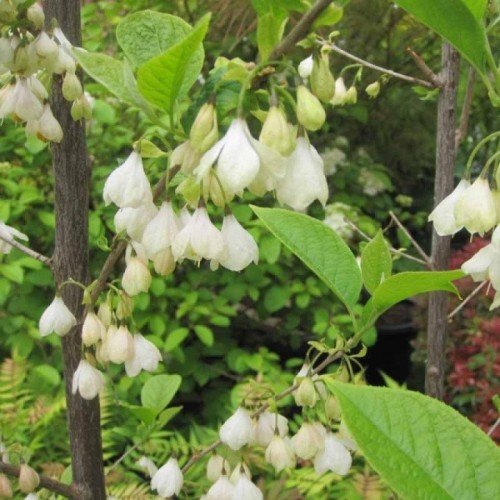 Halesia Carolina