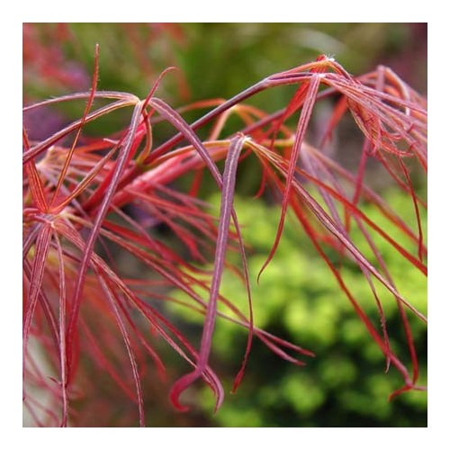 Acer linearilobum red pygmy