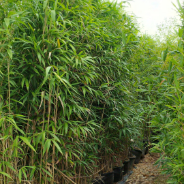 Pseudosasa Japonica - Bambou