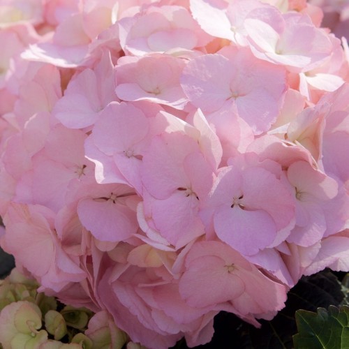 Hydrangea KANMARA® - Hortensia rose