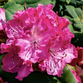 Rhododendron cataw. Germania