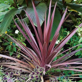 Cordyline Australie. Red heart