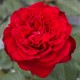 Rosier Traviata