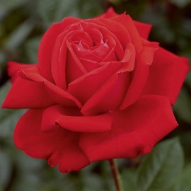 Rosier Marylou
