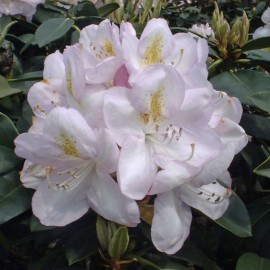 Rhododendron Gomer waterer