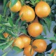 Clémentine (citrus clémentine)