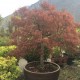 Acer palmatum 'Dissectum Atropurpureum' (Erable du Japon)