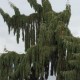 Sequoiadendron giganteum pendula