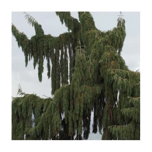 Sequoiadendron giganteum pendula