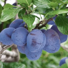 Prunus domestica 'Quetsche Presenta ‘ (prunier)